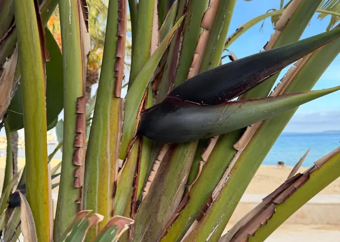 Mazet Avec Piscine Collective *